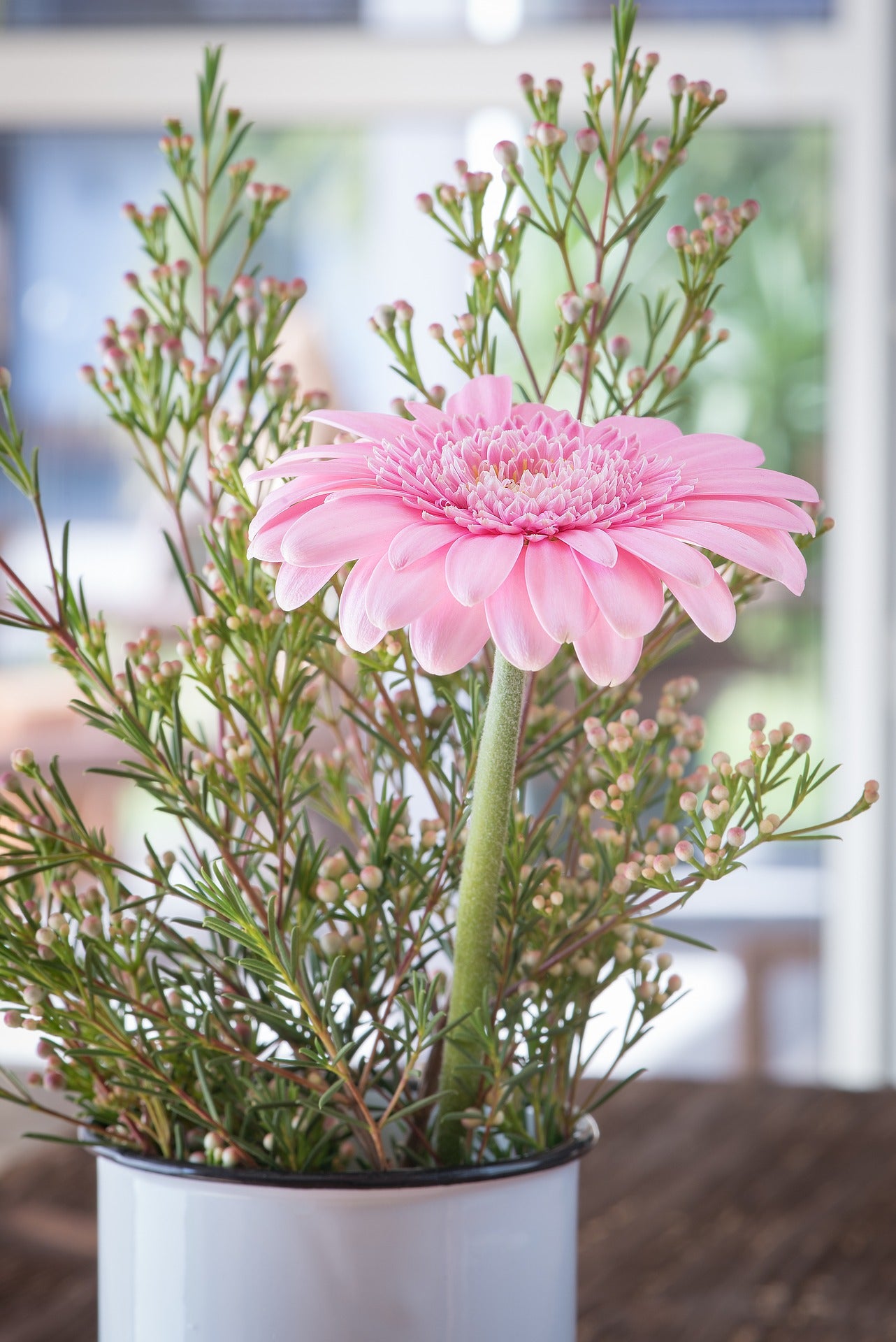 Gerbera