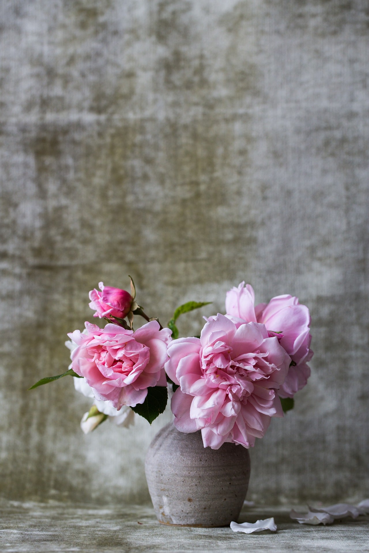 Pink rose